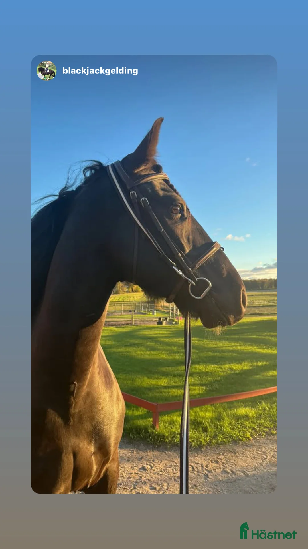 Allround hästar till salu: Medryttare sökes till stilig halv Frieser i Stockholm - Annons 3