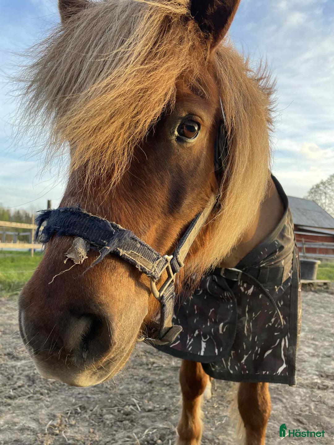 Trav hästar till salu: Trevliga, snälla och duktiga travponnys till salu i Örebro - Annons 9