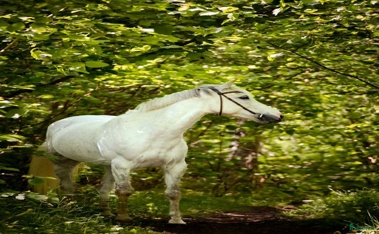  hästar i Österhaninge - Annons 7