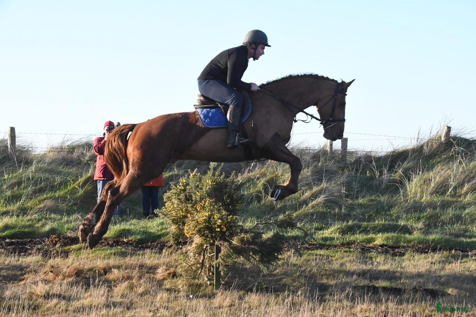 Allround hästar till salu: Allrounder horses i Ljungby - Annons 3