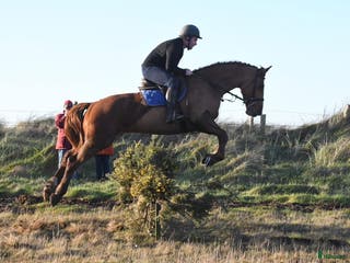 hästar Allrounder horses i Ljungby - Annons 12