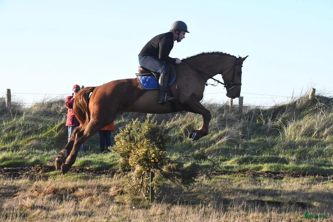 Allround hästar till salu: Allrounder horses i Ljungby - Annons 1
