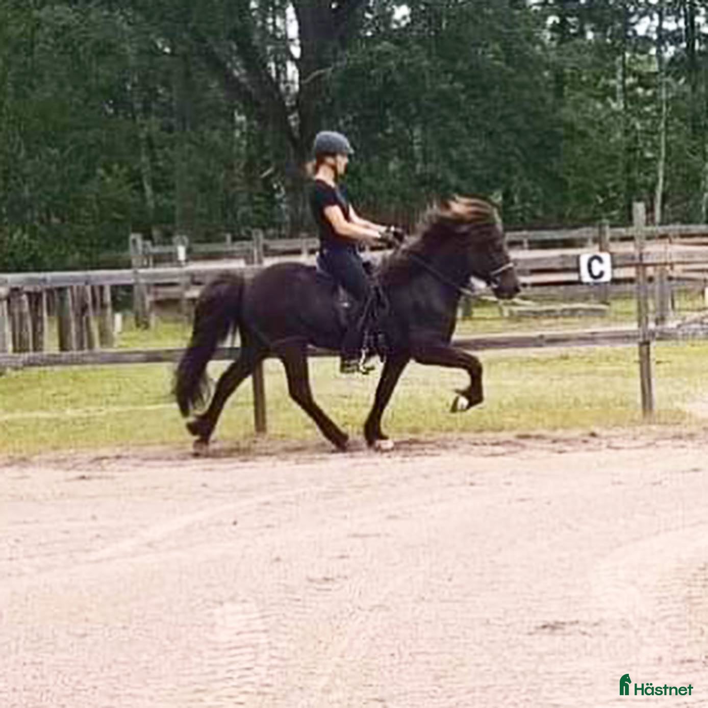  hästar Islandshästen Gandalf och shettisen Umma i Asarum - Annons 2