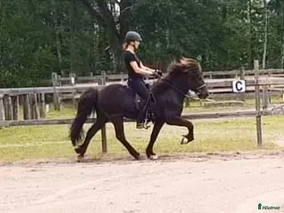 hästar Islandshästen Gandalf och shettisen Umma i Asarum - Annons 2