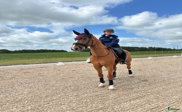  hästar i Västerås - Annons 15