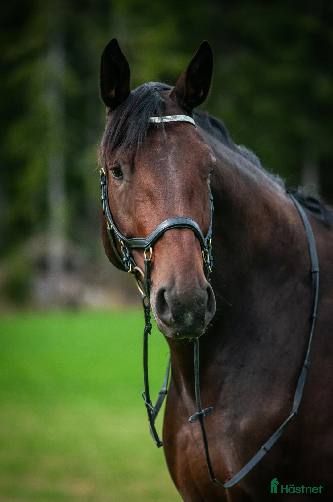  hästservice finnes: Försäljnings tankar? i Stora Skedvi - Annons 1