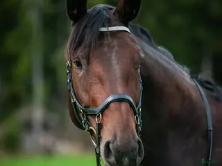 hästservice Försäljnings tankar? i Stora Skedvi - Annons 6