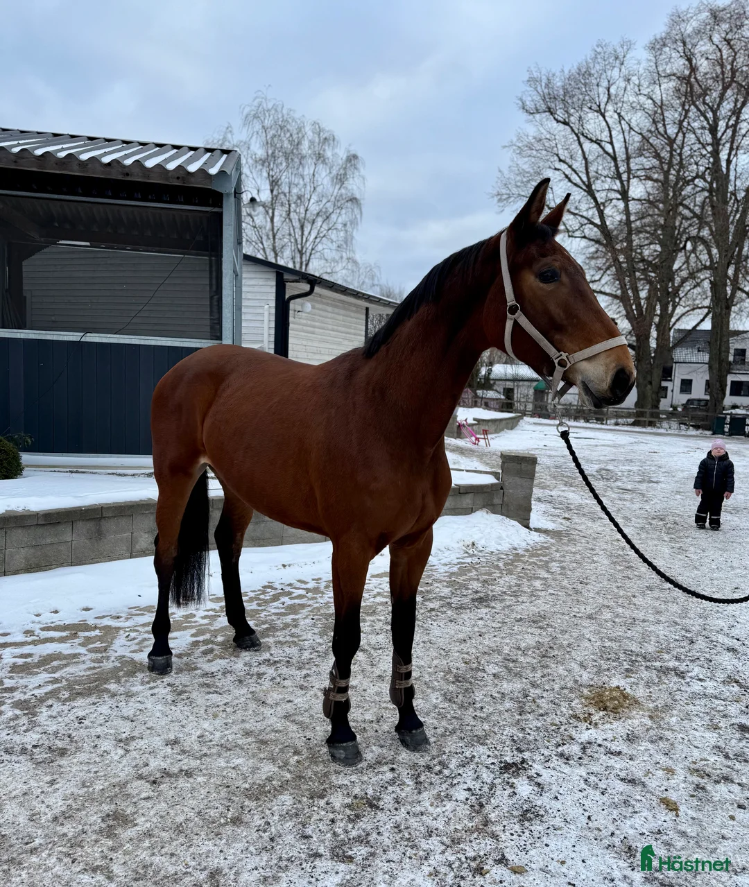 Hoppning hästar till salu: Trevlig 4åring i Åtvidaberg - Annons 1