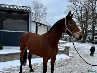 hästar Trevlig 4åring i Åtvidaberg - Annons 10