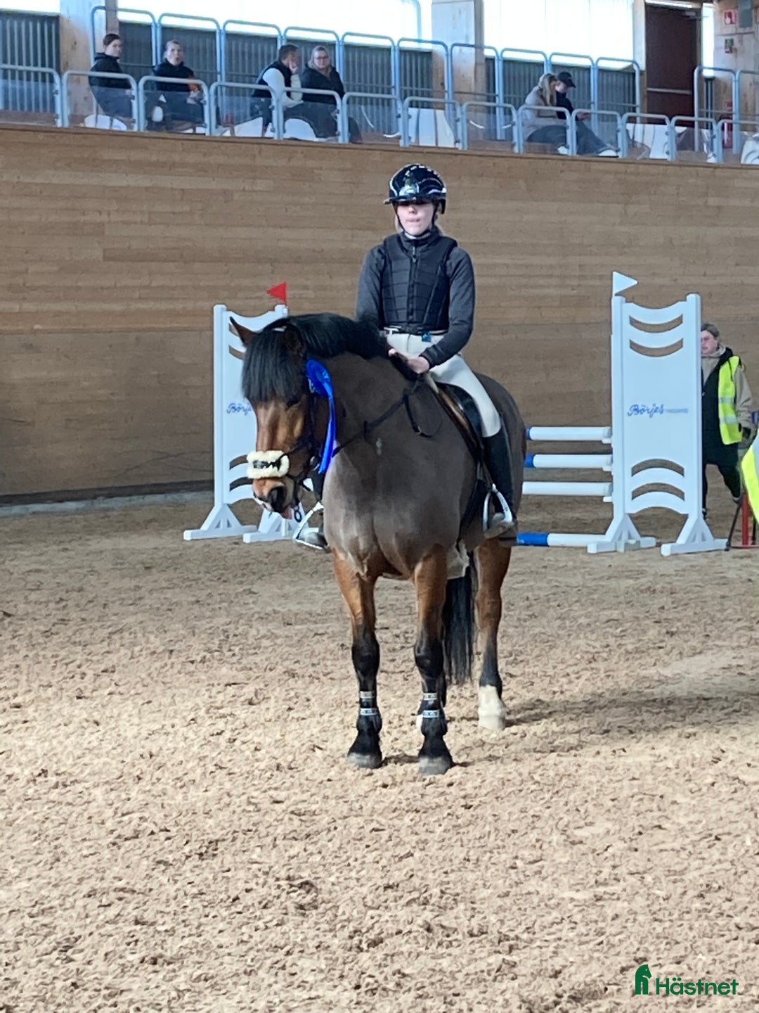 Allround hästar till salu: Bästa allroundponnyn/bästa kompisen  i Mörrum - Annons 4