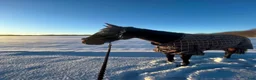 Allround hästar till salu: En häst med hjärta och motor🤍 - Annons 4