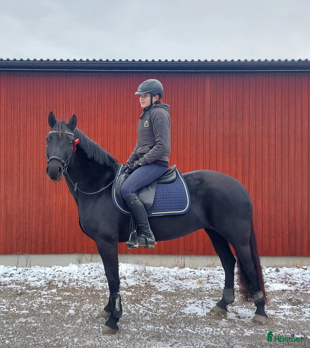 Allround hästar till salu: Supersnygg svart ponny med potential  i Ekolsund - Annons 1