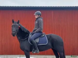 hästar Supersnygg svart ponny med potential i Ekolsund - Annons 2