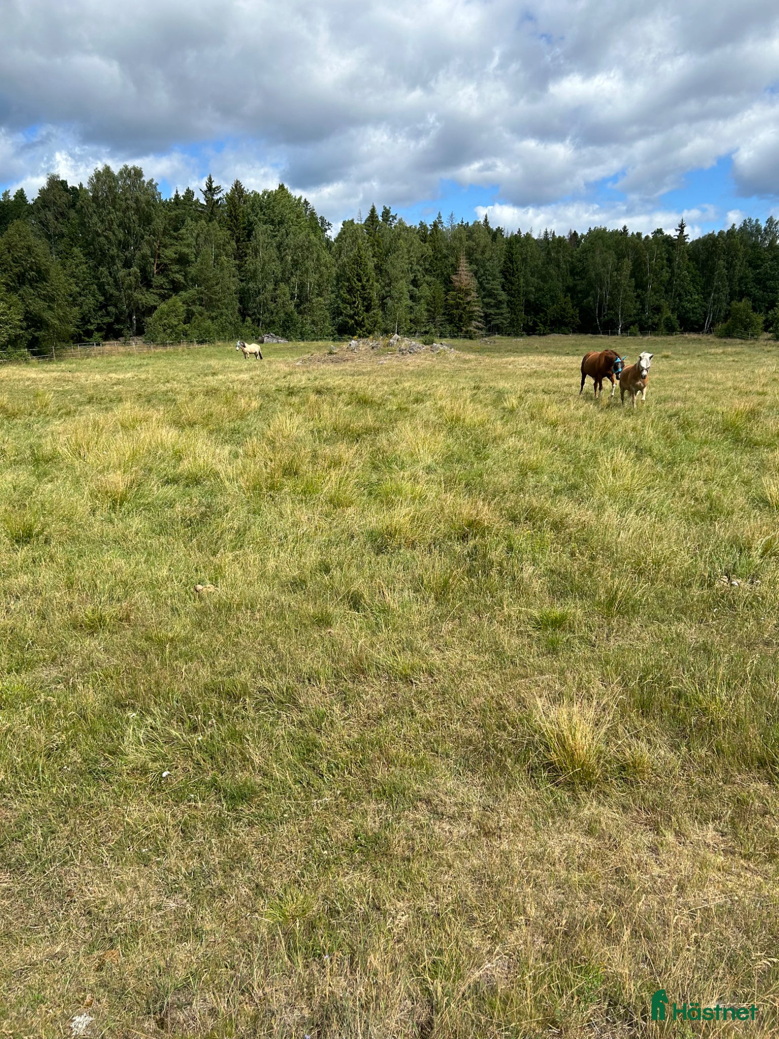  stallplats Sommarbete sto +stoföl - Annons 4