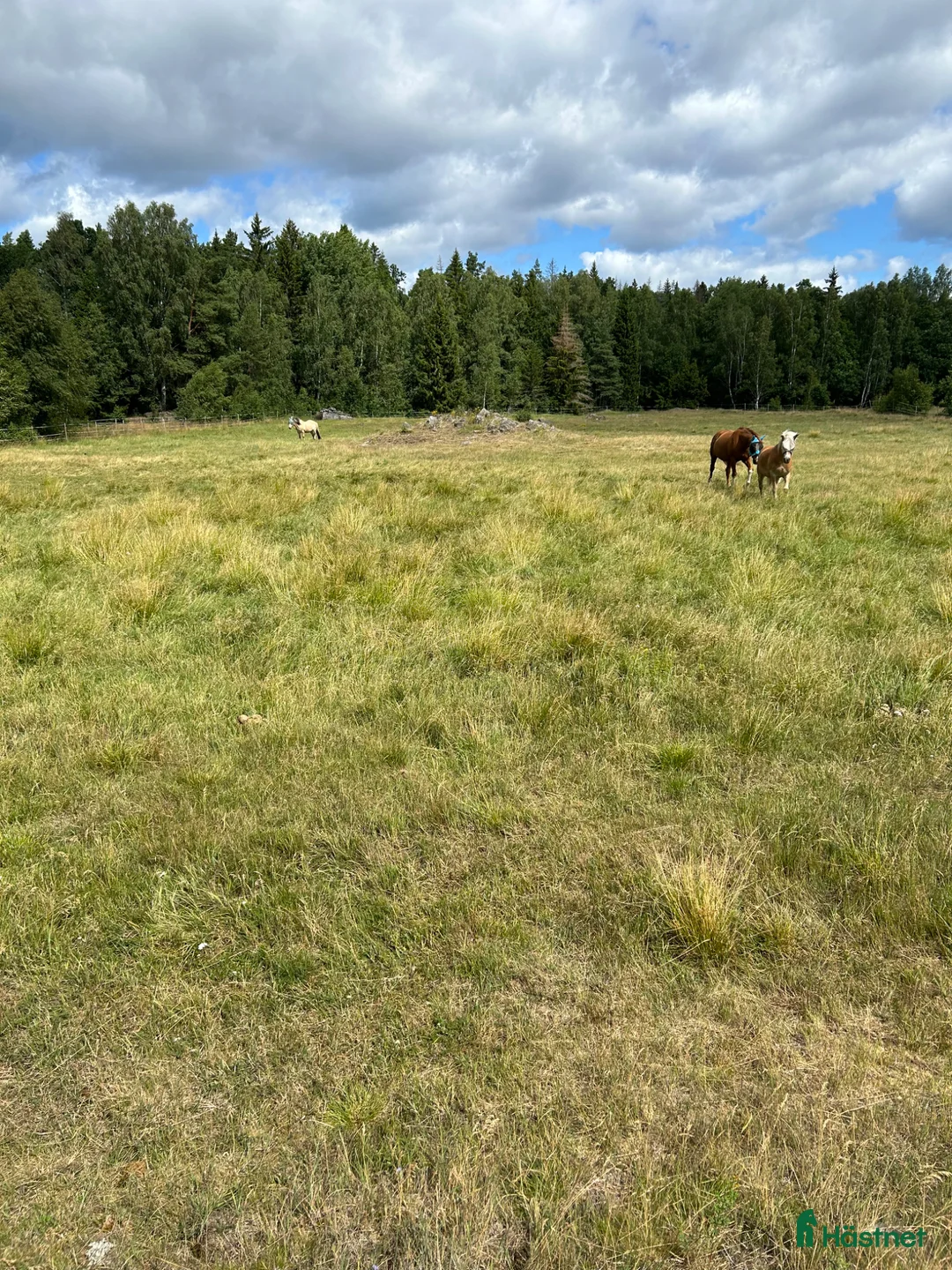  stallplats finnes: Sommarbete sto +stoföl - Annons 1