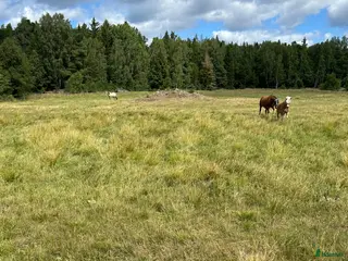 stallplats Sommarbete sto +stoföl - Annons 4