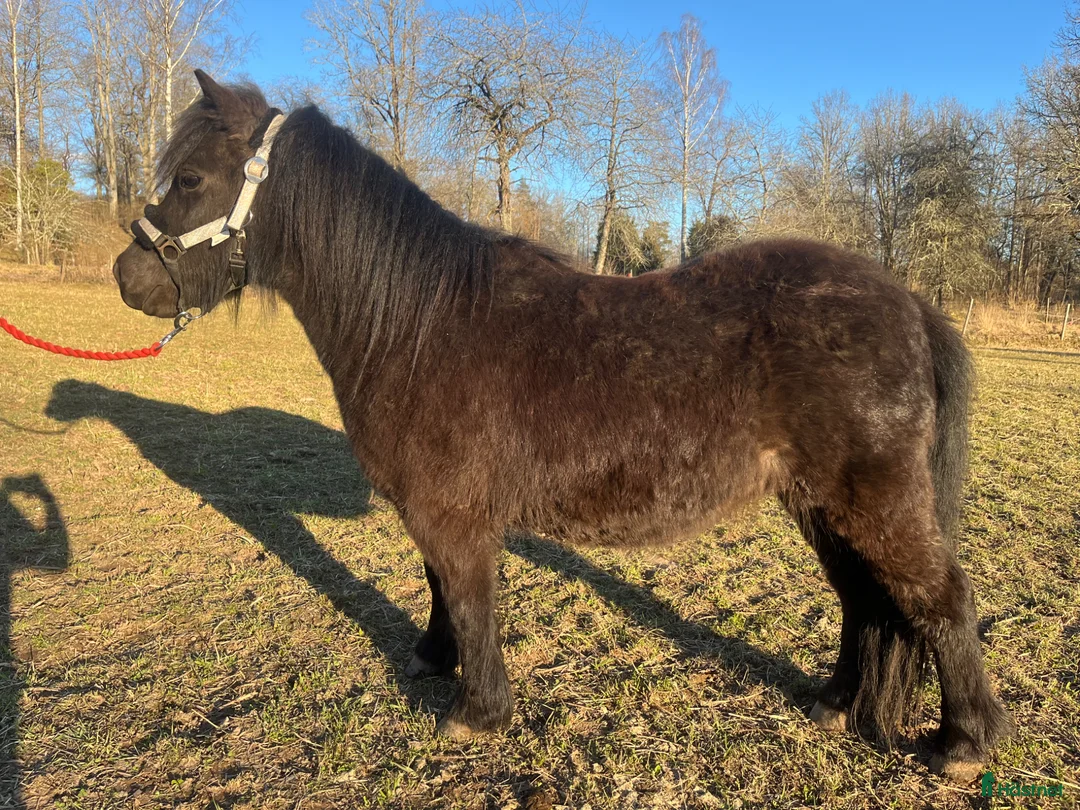Allround hästar till salu: Vackert sto med kanonstam  - Annons 1