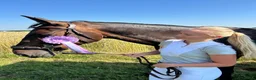 Allround hästar till salu: Fint sto  i Ystad - Annons 1