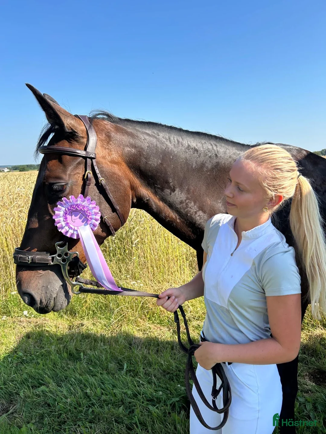 Allround hästar till salu: Fint sto  i Ystad - Annons 1
