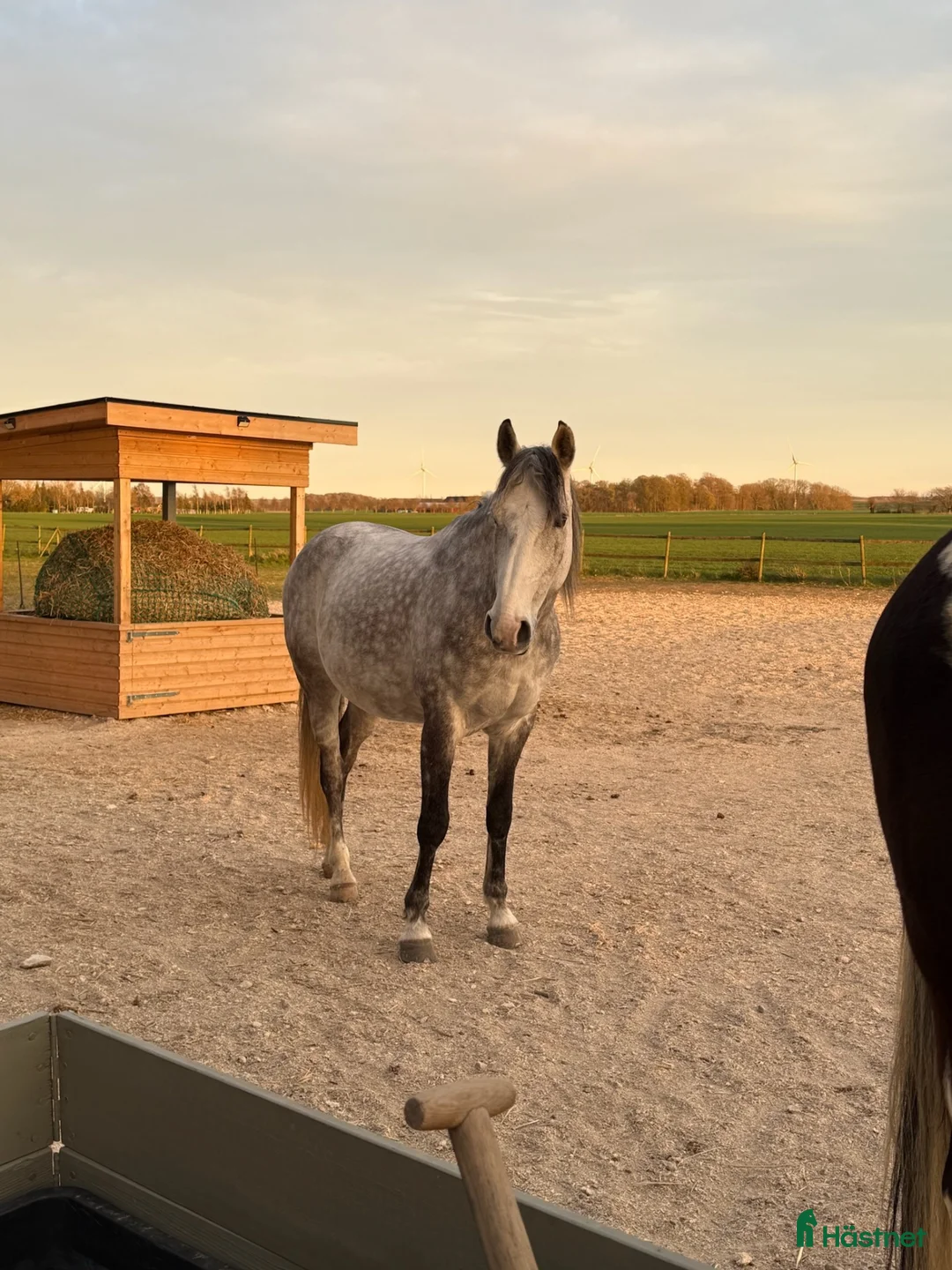 Allround hästar till salu: Världens bästa vän  - Annons 4