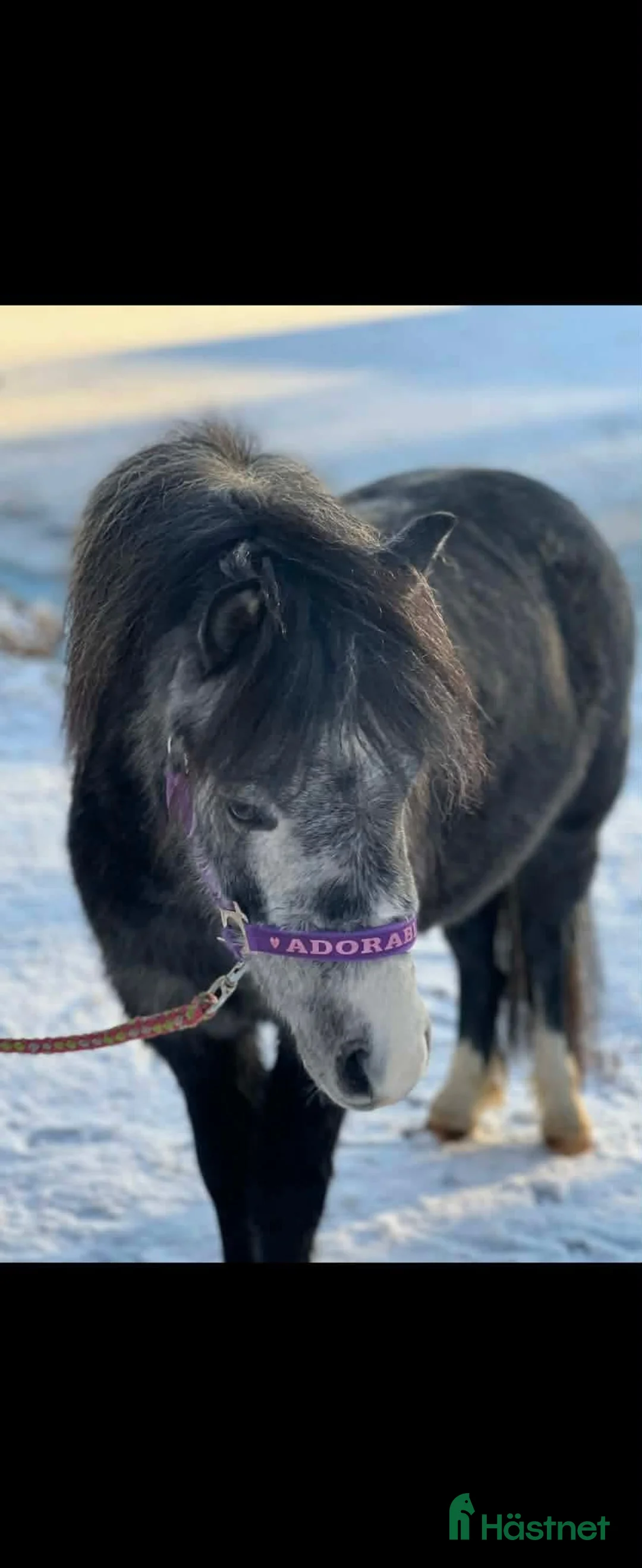 Allround hästar till salu: Söt welshponny  i Vingåker - Annons 2