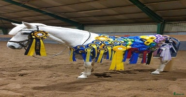  hästar i Viken - Annons 7