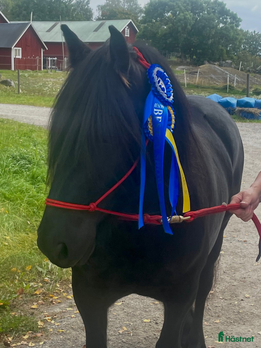 Allround hästar till salu: Fellponny i Ärla - Annons 5