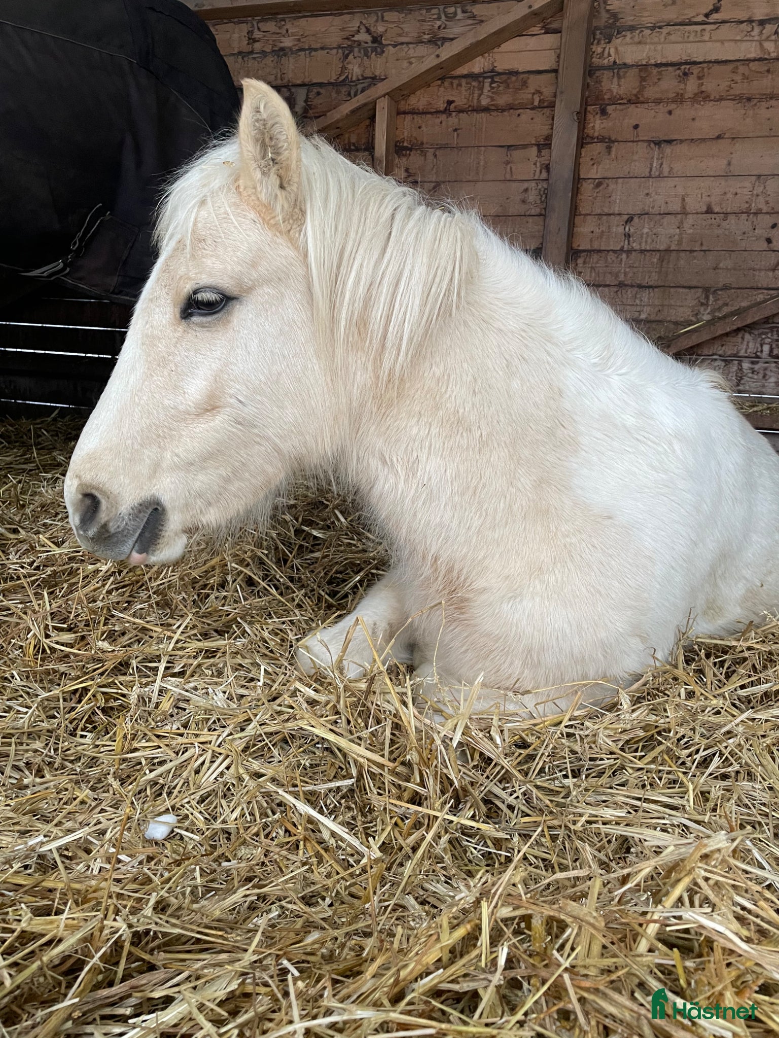  hästar Super trevlig ponny med rätt inställning  - Annons 7