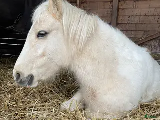 hästar Super trevlig ponny med rätt inställning - Annons 7