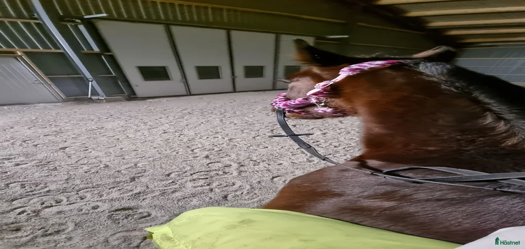 Galleribild {{count}}