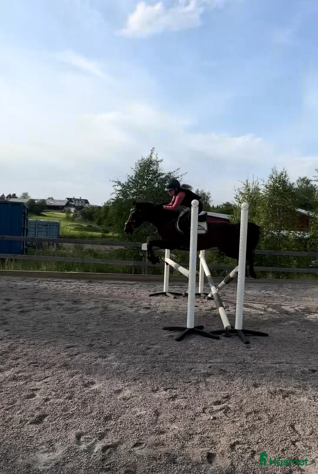 Hoppning hästar till salu: Fantastisk Mästerskaps ponny  i Katrineholm - Annons 3