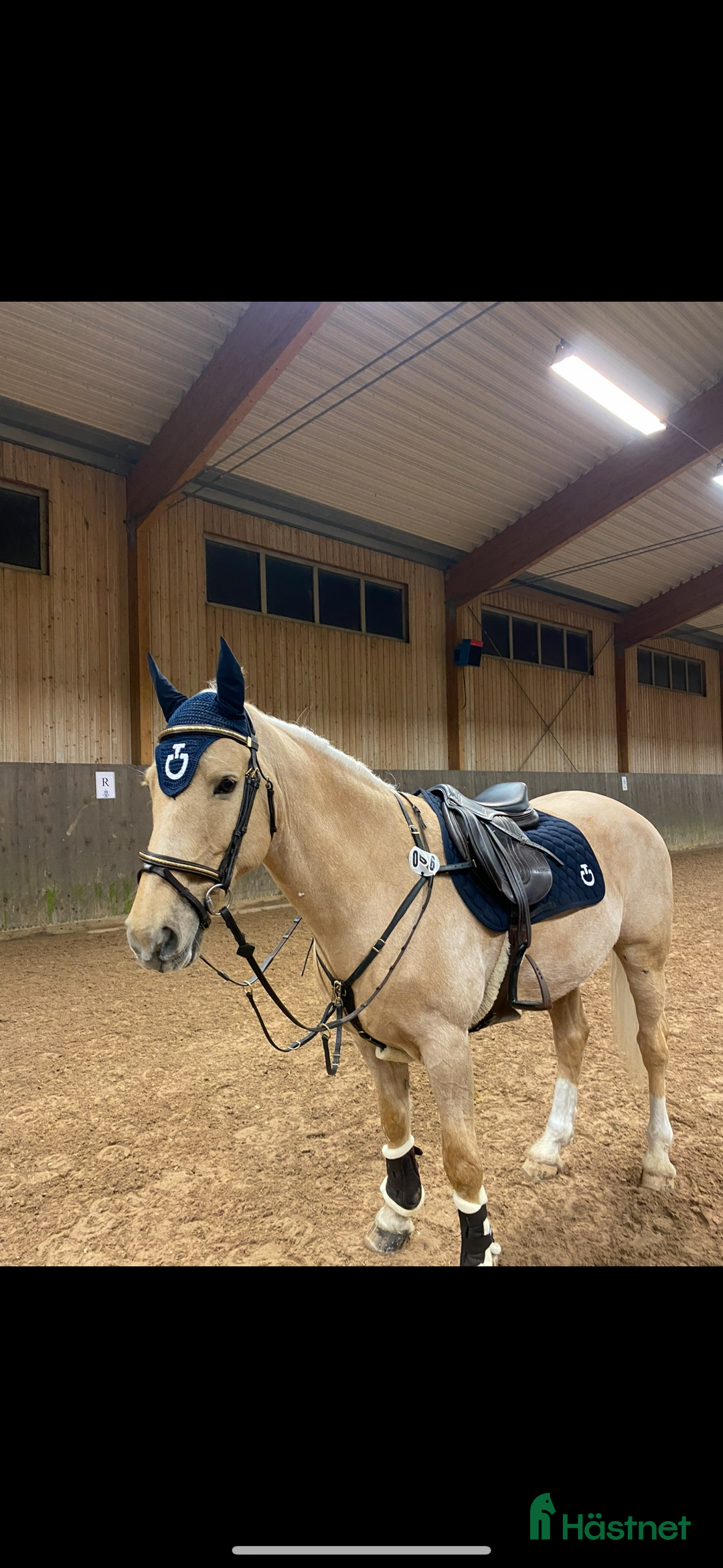 Allround hästar till salu: Cool Läromästare i Lidingö - Annons 8