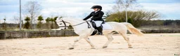 Hoppning hästar till salu:  Connemara Sport Pony - Annons 8