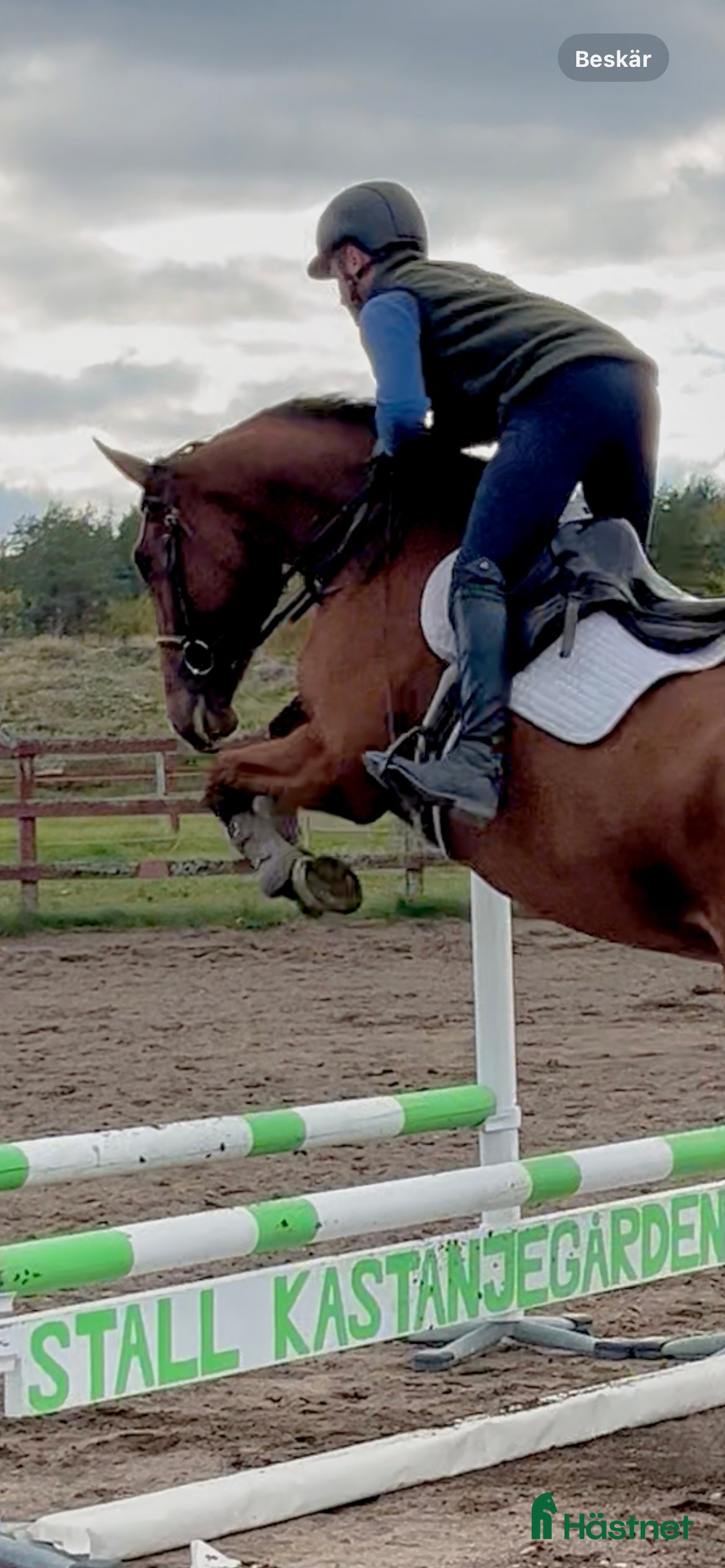 Hoppning hästar till salu: Unghästchampionat nästa år? i Edsbruk - Annons 1