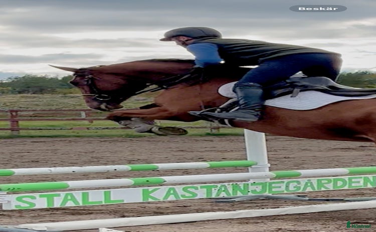  hästar i Edsbruk - Annons 13