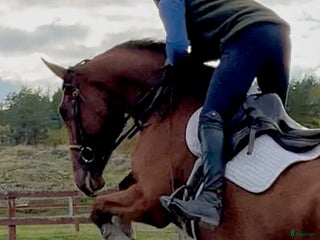 hästar Unghästchampionat nästa år? i Edsbruk - Annons 15