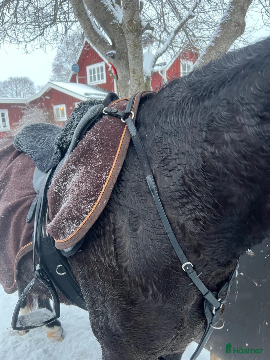 Sadeltillbehör hästutrustning till salu: Fin Treadstone förbygel - Annons 2