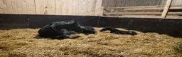 Allround hästar till salu: 🐎 Svart 5-årigt kvalitetssto med fint temperament - Annons 3