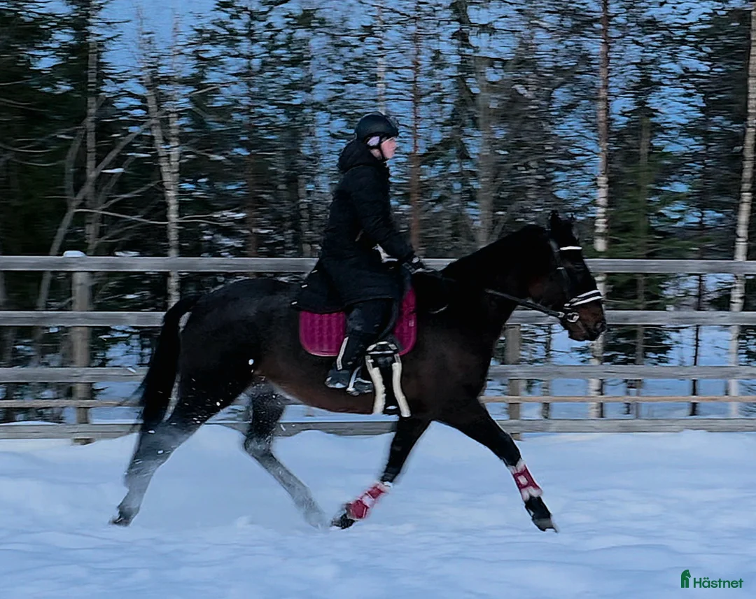 Allround hästar till salu: ☆ Livi ☆  - Annons 1