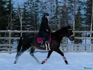 hästar ☆ Livi ☆ - Annons 9