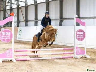 hästar Snäll och pigg B-ponny söker nytt kärleksfullt hem i Alunda - Annons 4