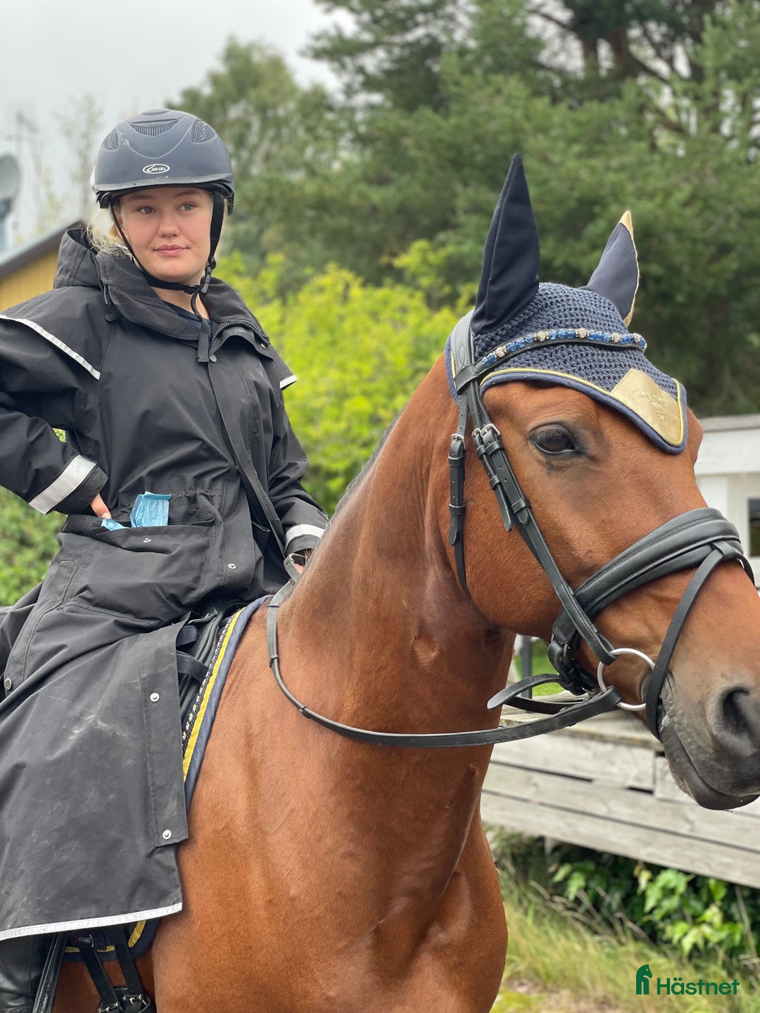 Dressyr hästar till salu: FEI Dressyrponnyn som hänger med på allt i Njurunda - Annons 3