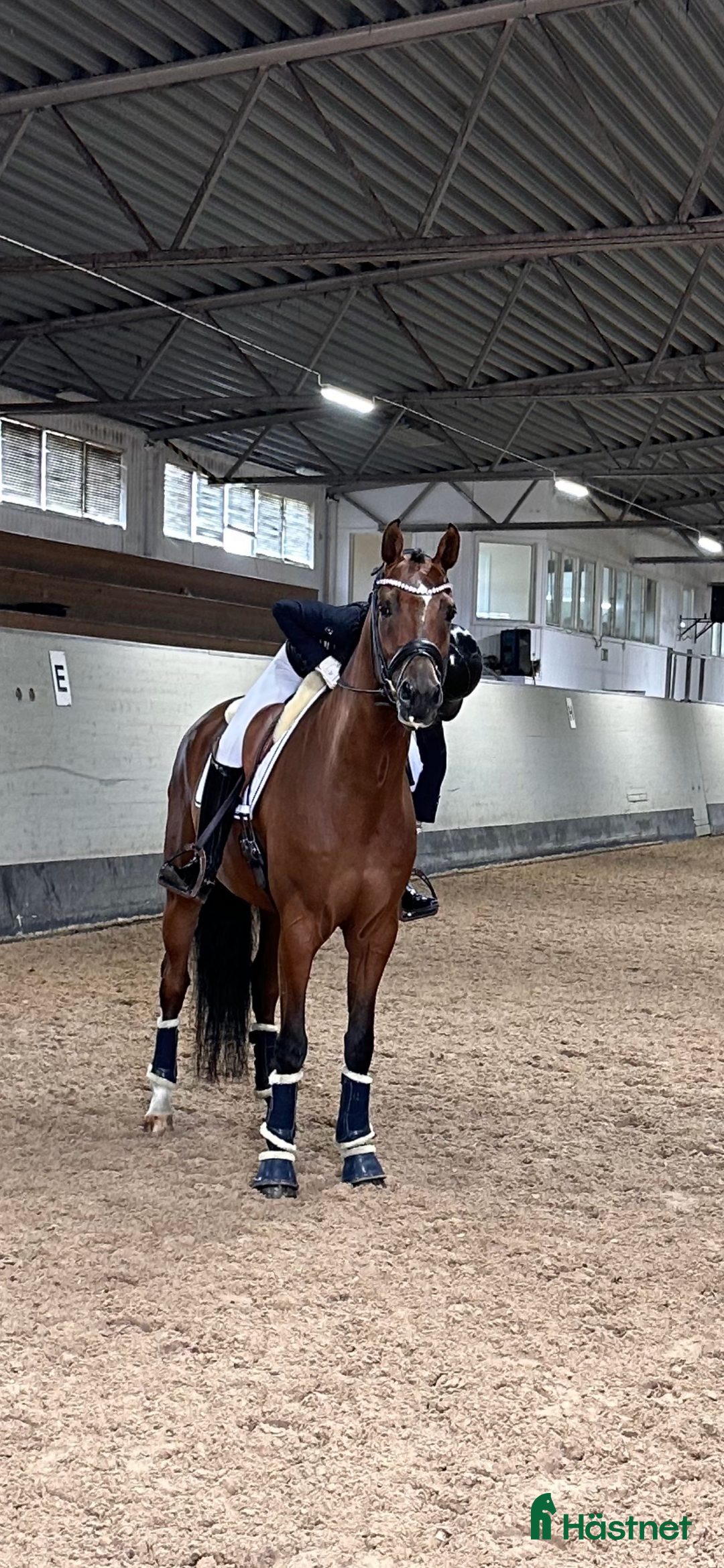 Dressyr hästar till salu: Rolig och kvalitativ tävlingskompis  i Ekolsund - Annons 2