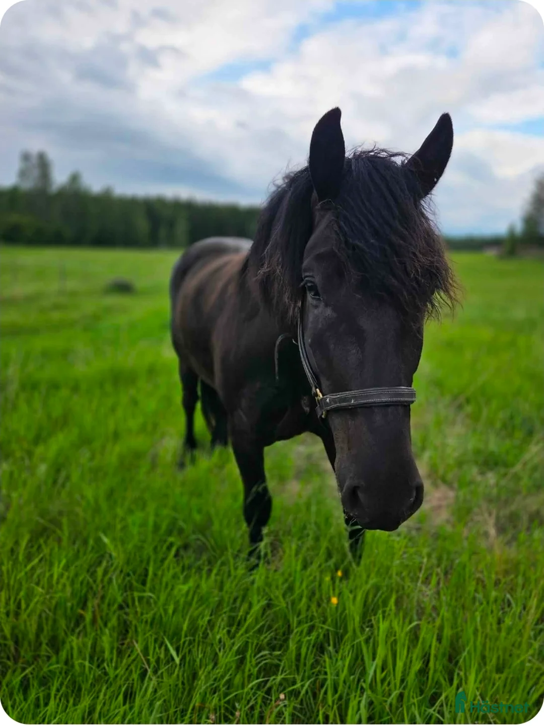 Allround hästar till salu: Trevlig och stabil valack - Annons 2