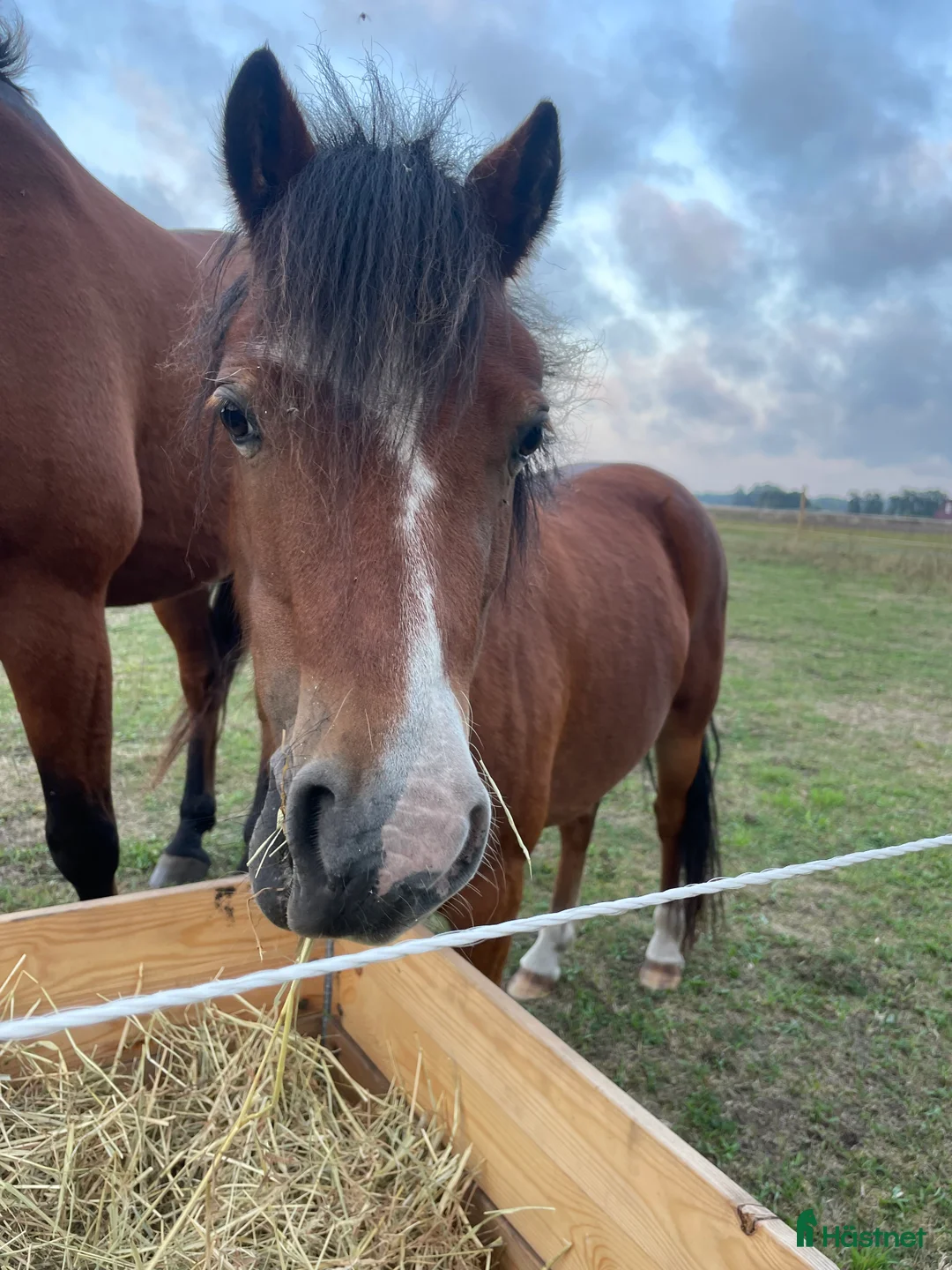 Allround hästar till salu: Supersnälla Bella söker nytt hem i Östra Sönnarslöv - Annons 1
