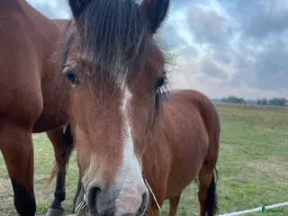 hästar Supersnälla Bella söker nytt hem i Östra Sönnarslöv - Annons 4
