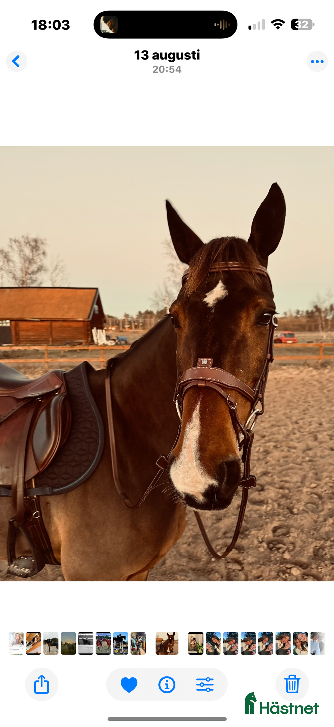  medryttarhäst finnes: Söker två rutinerade medryttare - valack Född-10  i Grödinge - Annons 3