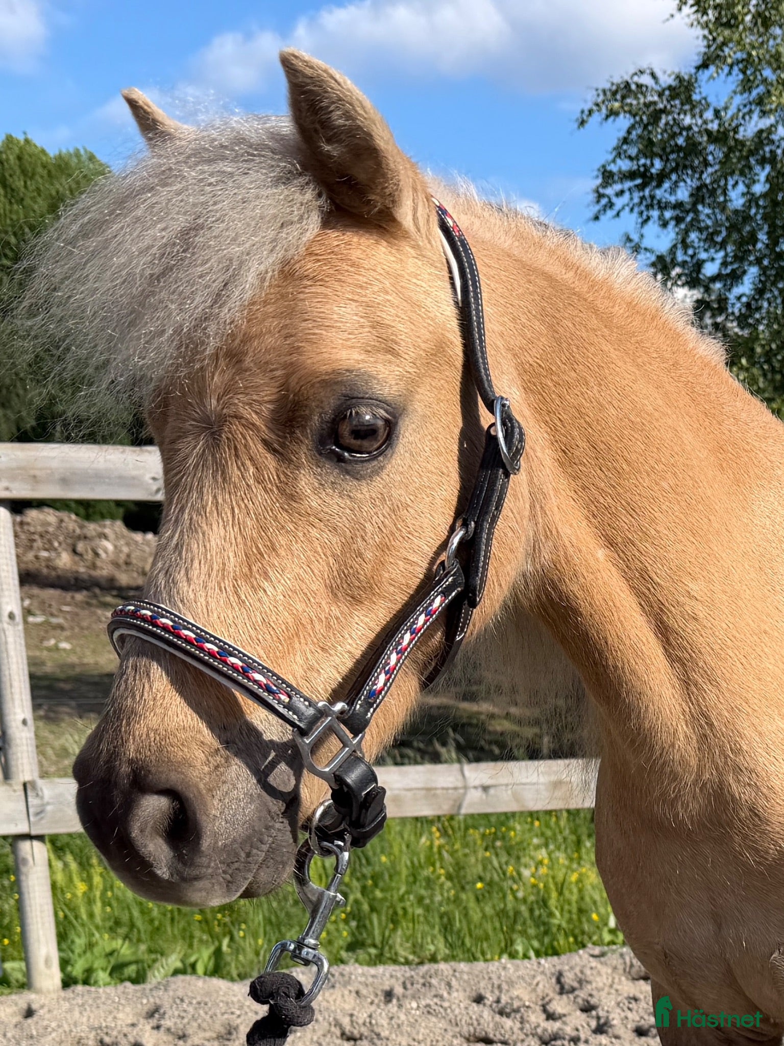  hästar Charmigt AMHA sto - Annons 1