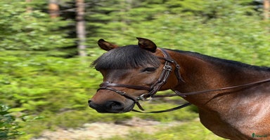  hästar i Åby - Annons 1