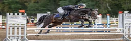 Allround hästar till salu: Snygg och personlig häst för träning och tävling  i Ekerö - Annons 2